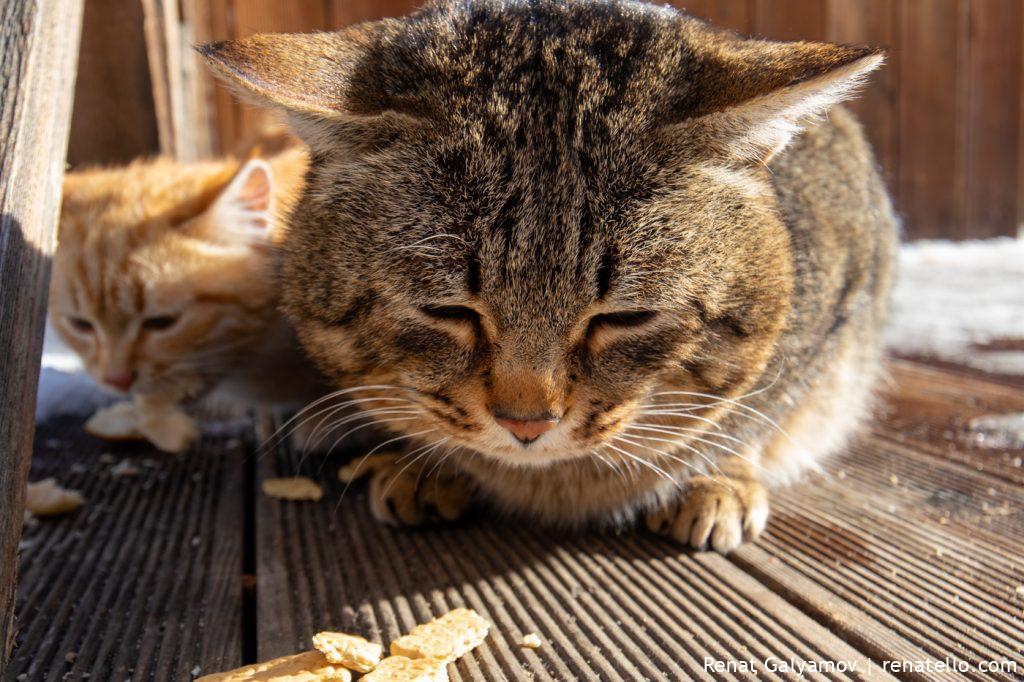 Sleepy cat. Спящий кот.