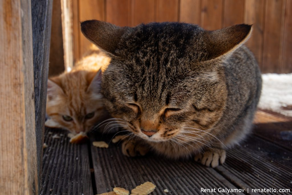 Sleepy cat. Спящий кот.