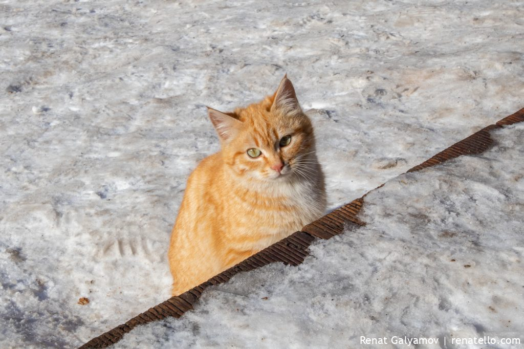 Cat. Кошка.