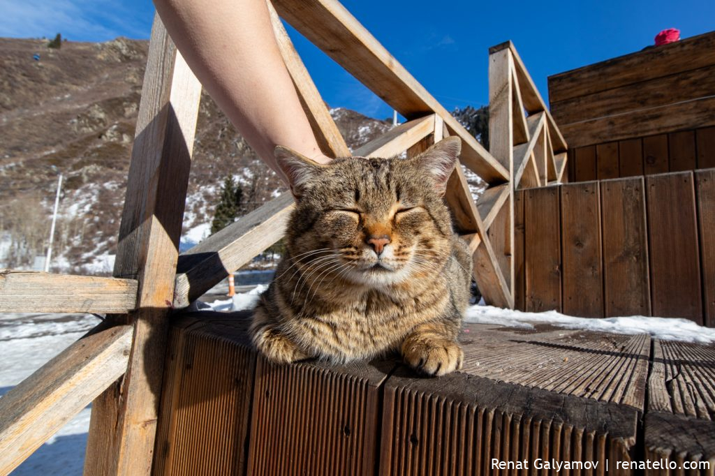 Cat. Кот.