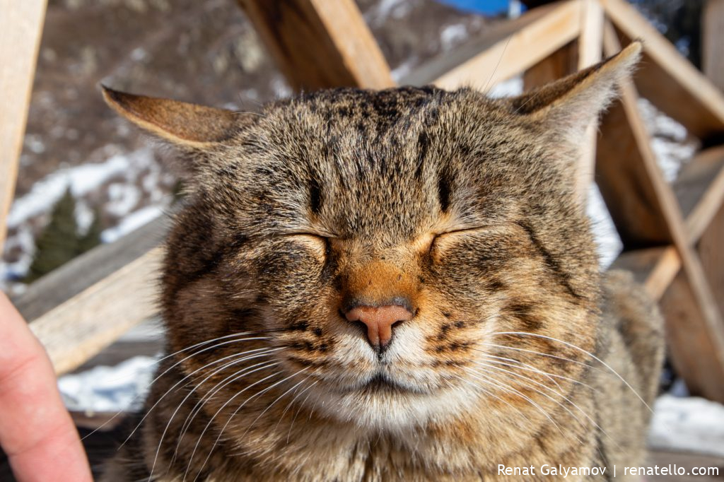 Cat. Кот.