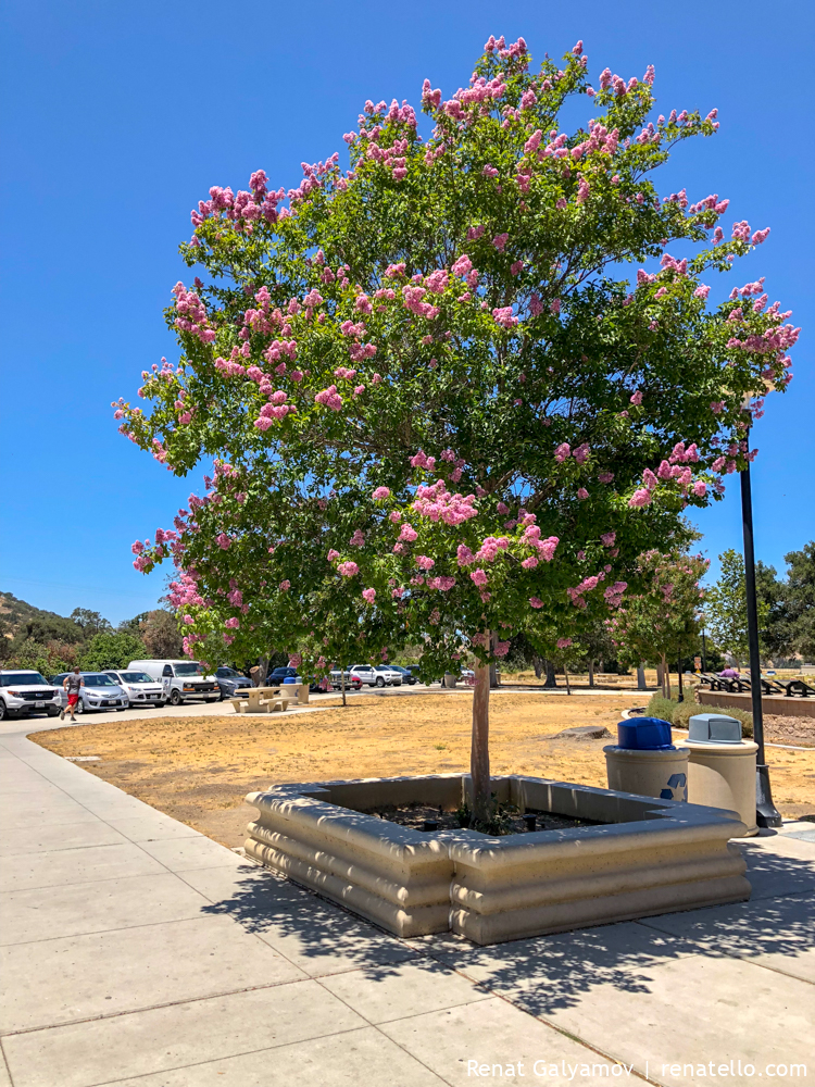 blossoming tree in Bakersfield