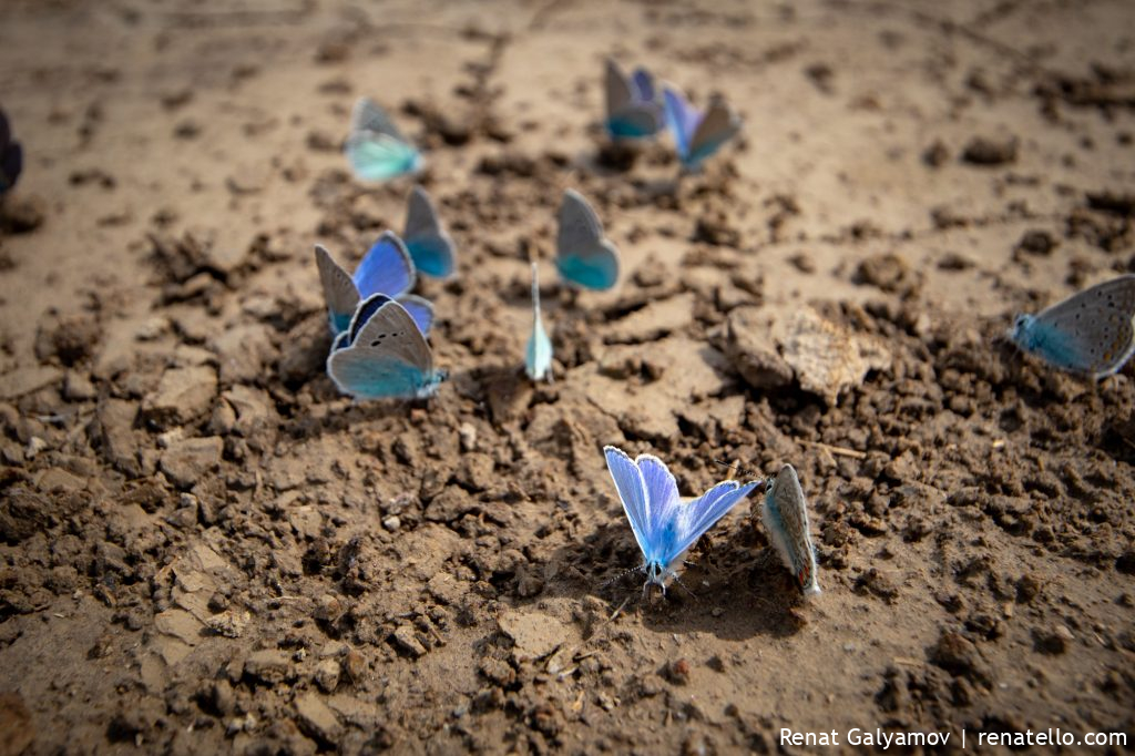 Butterflies in Kazakhstan