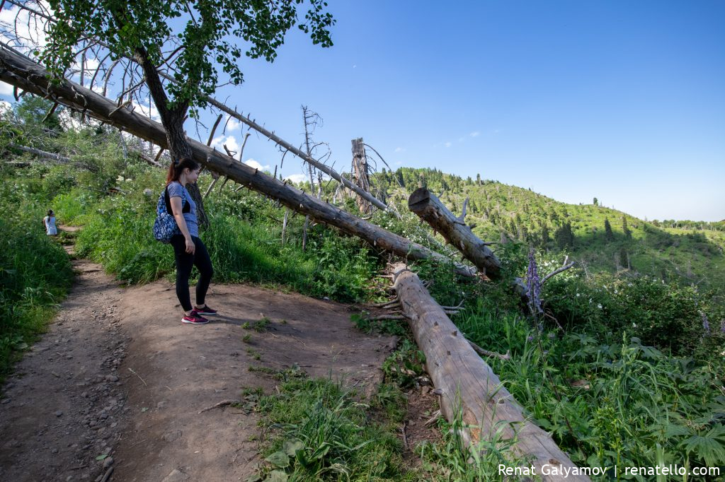 uprooted trees