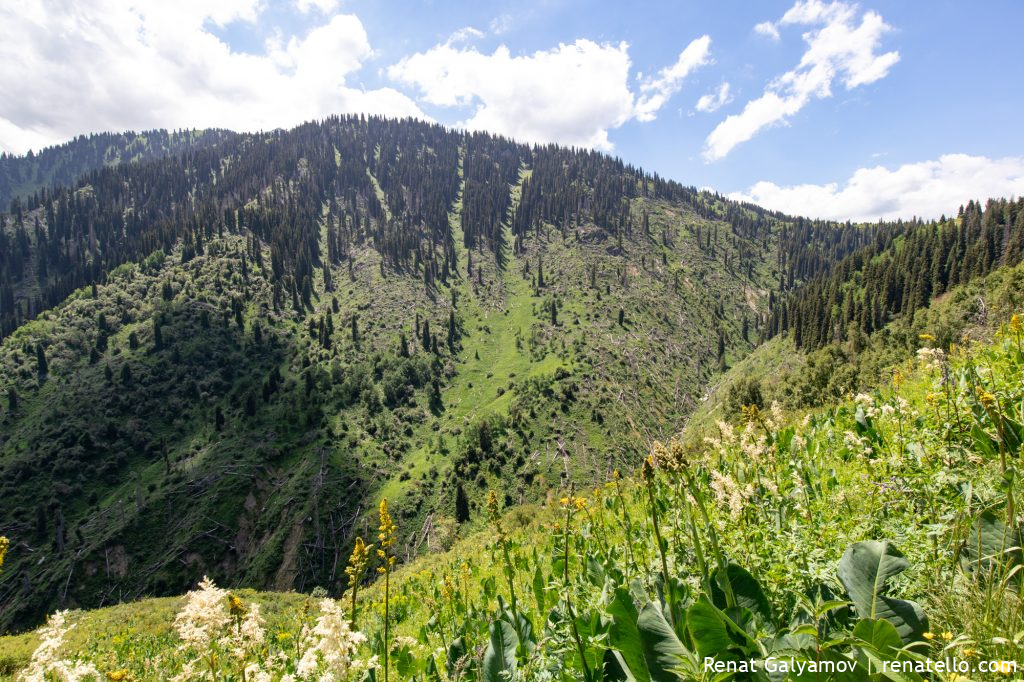 Uprooted trees in the mountains of Almaty