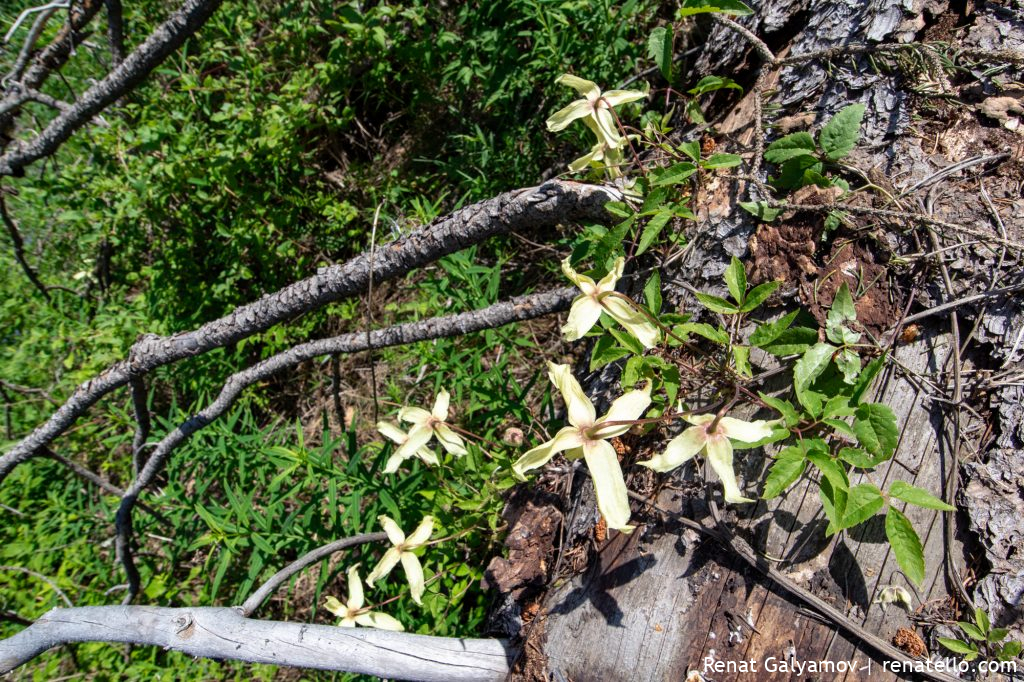 Flowers in the mountains of Almaty