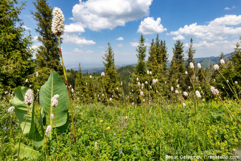 Plants on Kok-Zhailau