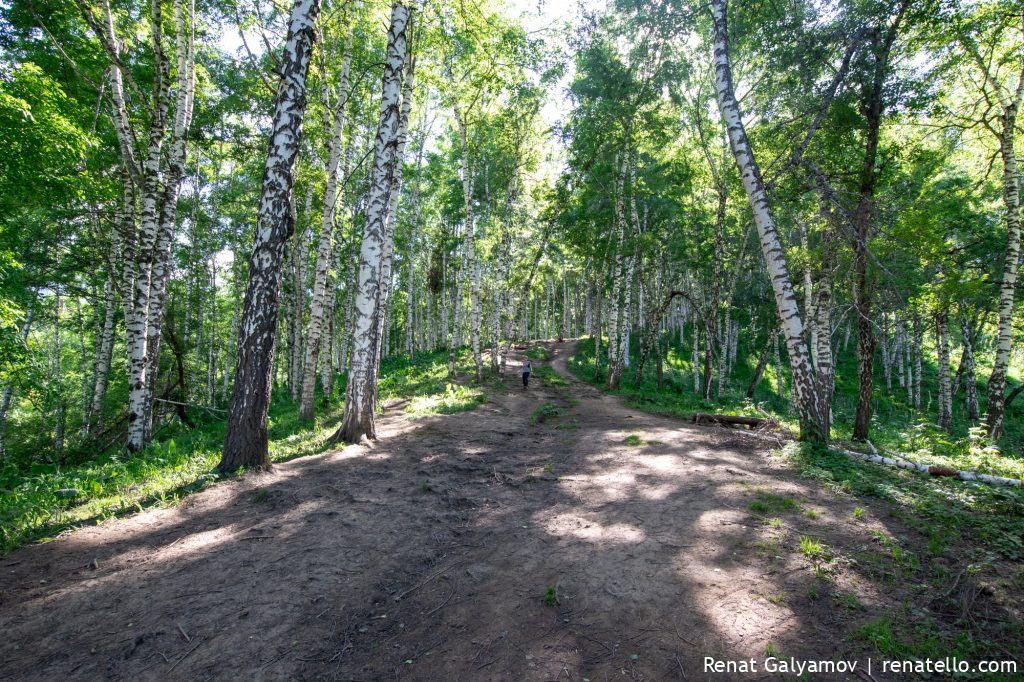 birch grove on Kok-Zhailau